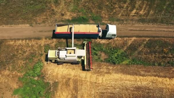 2021 Ukraine Nikolske Überladen Von Getreide Von Mähdreschern Einen Getreidewagen — Stockvideo