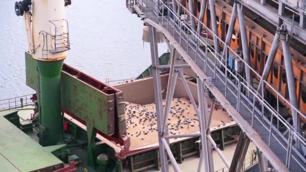 Sok Galamb Egy Nagy Hajó Teherszállító Konténerén Egy Tengeri Gabonaliftnél — Stock videók