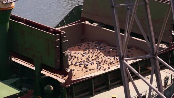 Багато Голубів Сидять Великому Корабельному Вантажному Контейнері Морському Зерновому Ліфті — стокове відео