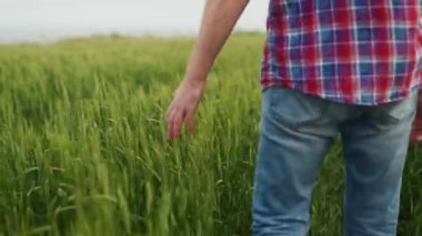Çiftçi el yeşil tahıl tarlasında olgunlaşan buğday kulaklarına dokunuyor. Agronomist adam yeşil çavdar tarlasında yürüyor. Tarım, hasat, organik tarım ve dünya açlık krizi kavramı.