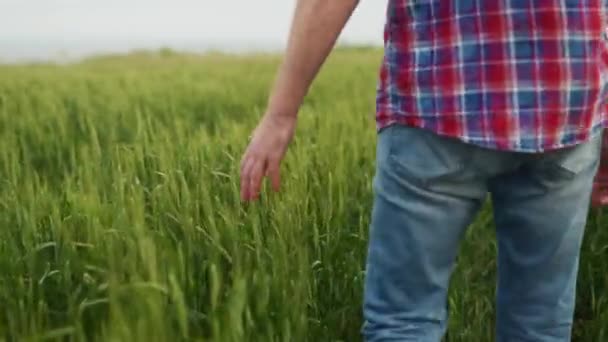 Boer Hand Aanraken Rijpende Tarwe Oren Groene Korrel Veld Agronomist — Stockvideo