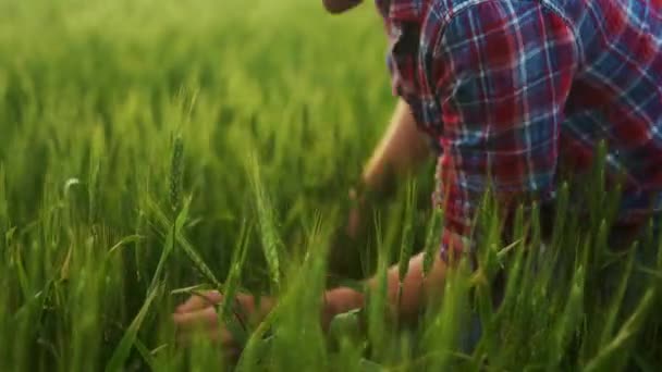 Agronomo Esaminando Spighe Grano Maturazione Verde Sedute Campo Agricolo Contadino — Video Stock