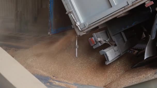 Ρίχνει Σιτάρι Κατά Την Εκφόρτωση Χωματερή Φορτηγό Φορτηγό Σιτηρών Στο — Αρχείο Βίντεο