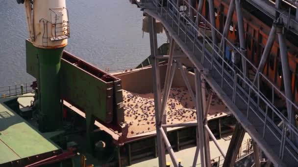 Mnoho Holubic Sedí Velké Lodní Nákladní Kontejner Moře Obilí Výtah — Stock video