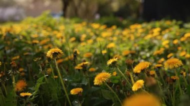 Camera moving forward above yellow dandelion flowers and fresh spring green grass on pretty meadow. Dandelion plant with medicinal effect. Summer concept. Low angle dolly steady shot.
