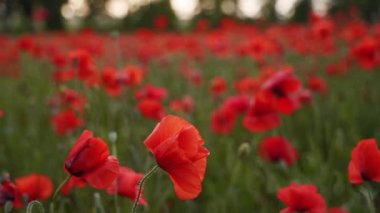 Kamera kırmızı gelincik çiçekleri arasında hareket ediyor. Gün batımında çiçek açan afyon tarlasının üzerinde uçmak. Poppy bir hatıra sembolü ve bir dünya savaşı kurbanlarının anısı olarak. Yavaş çekim.