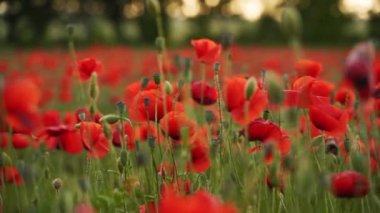Kamera kırmızı gelincik çiçekleri arasında hareket ediyor. Gün batımında çiçek açan afyon tarlasının üzerinde uçmak. Poppy bir hatıra sembolü ve bir dünya savaşı kurbanlarının anısı olarak. Yavaş çekim.