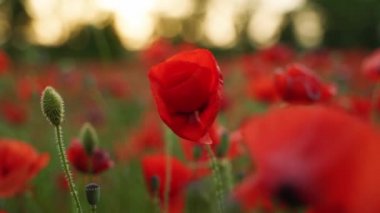 Kamera kırmızı gelincik çiçekleri arasında hareket ediyor. Gün batımında çiçek açan afyon tarlasının üzerinde uçmak. Poppy bir hatıra sembolü ve bir dünya savaşı kurbanlarının anısı olarak. Yavaş çekim.