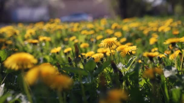 Kamera Bewegt Sich Vorwärts Über Gelbe Löwenzahnblüten Und Frisches Frühlingshaftes — Stockvideo