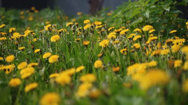 Camera Moving Forward Yellow Dandelion Flowers Fresh Spring Green Grass — Vídeos de Stock