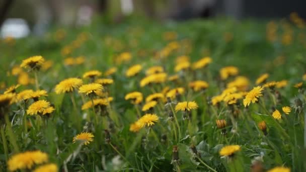 Cámara Avanzando Por Encima Flores Diente León Amarillo Hierba Verde — Vídeos de Stock