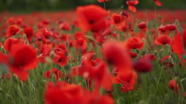 Kamera kırmızı gelincik çiçekleri arasında hareket ediyor. Gün batımında çiçek açan afyon tarlasının üzerinde uçmak. Poppy bir hatıra sembolü ve bir dünya savaşı kurbanlarının anısı..