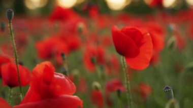Kamera kırmızı gelincik çiçekleri arasında hareket ediyor. Gün batımında çiçek açan afyon tarlasının üzerinde uçmak. Poppy bir hatıra sembolü ve bir dünya savaşı kurbanlarının anısı..