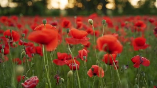Camera Moves Flowers Red Poppies Flying Flowering Opium Field Sunset — Video