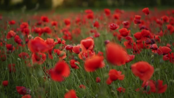 Camera Moves Flowers Red Poppies Flying Flowering Opium Field Sunset — Stock videók