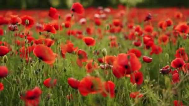 赤いケシの花の間をカメラが動きます 日没の開花アヘン畑を飛んでいます 第二次世界大戦の犠牲者を追悼し追悼するシンボルとしてのポピー — ストック動画