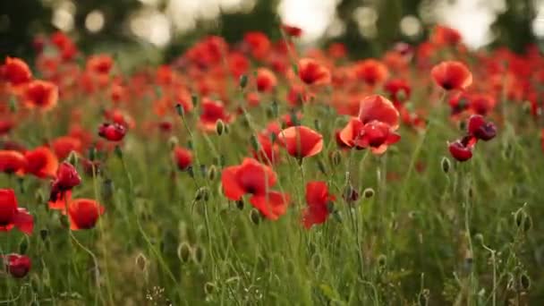 Camera Moves Flowers Red Poppies Flying Flowering Opium Field Sunset — Video Stock