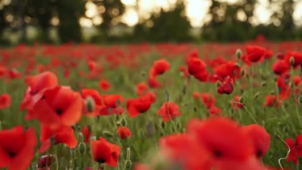 Camera Moves Flowers Red Poppies Flying Flowering Opium Field Sunset — Vídeo de stock