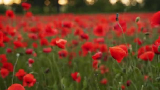 赤いケシの花の間をカメラが動きます 日没の開花アヘン畑を飛んでいます 第二次世界大戦の犠牲者を追悼し追悼するシンボルとしてのポピー — ストック動画