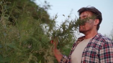 Agronomist bilimadamı tarlada elleriyle yetiştirilmiş kenevir bitkisine dokunuyor, inceliyor. Çiftçi kenevir hasadını ağır çekimde kokluyor. Çiftlik sahibi yasal ot yaprakları topluyor. Uyuşturucu bağımlılığı