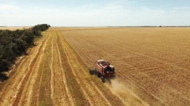 Hava aracı görüntüsü: buğday tarlasında çalışan hasat aracı. Çiftçilik arazilerinde ekilmiş tahıl hasadı biçme makinası hasadı. Organik tahıl yetiştiriciliği. Tarım teması.