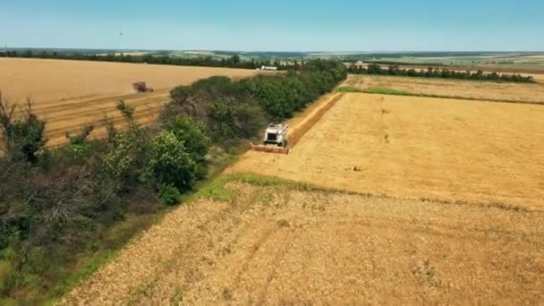 Letecký Výhled Kombajn Pracující Pšeničném Poli Sklizeň Kombinuje Strojové Dělení — Stock video
