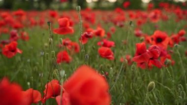 Kamera kırmızı gelincik çiçekleri arasında hareket ediyor. Gün batımında çiçek açan afyon tarlasının üzerinde uçmak. Poppy bir hatıra sembolü ve bir dünya savaşı kurbanlarının anısı olarak. Yavaş çekim.
