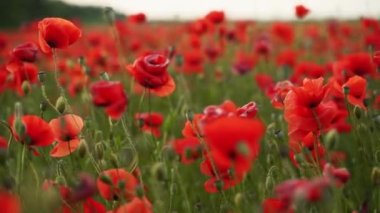 Kamera kırmızı gelincik çiçekleri arasında hareket ediyor. Gün batımında çiçek açan afyon tarlasının üzerinde uçmak. Poppy bir hatıra sembolü ve bir dünya savaşı kurbanlarının anısı olarak. Yavaş çekim.