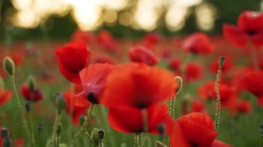 Kamera kırmızı gelincik çiçekleri arasında hareket ediyor. Gün batımında çiçek açan afyon tarlasının üzerinde uçmak. Poppy bir hatıra sembolü ve bir dünya savaşı kurbanlarının anısı olarak. Yavaş çekim.
