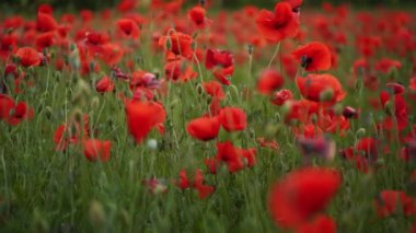 Kamera kırmızı gelincik çiçekleri arasında hareket ediyor. Gün batımında çiçek açan afyon tarlasının üzerinde uçmak. Poppy bir hatıra sembolü ve bir dünya savaşı kurbanlarının anısı olarak. Yavaş çekim.