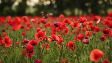 Kamera kırmızı gelincik çiçekleri arasında hareket ediyor. Gün batımında çiçek açan afyon tarlasının üzerinde uçmak. Poppy bir hatıra sembolü ve bir dünya savaşı kurbanlarının anısı..