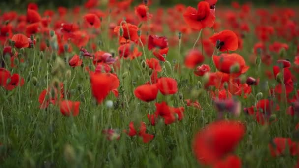 赤いケシの花の間をカメラが動きます 日没の開花アヘン畑を飛んでいます 第二次世界大戦の犠牲者の追悼のシンボルと記念碑としてポピー スローモーション — ストック動画