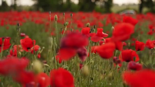 Kamera Bergerak Antara Bunga Poppy Merah Terbang Atas Ladang Opium — Stok Video