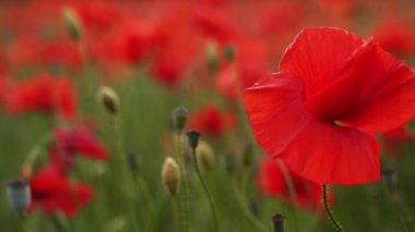 Kamera kırmızı gelincik çiçekleri arasında hareket ediyor. Gün batımında çiçek açan afyon tarlasının üzerinde uçmak. Poppy bir hatıra sembolü ve bir dünya savaşı kurbanlarının anısı..
