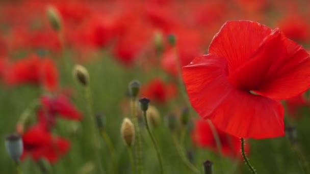 赤いケシの花の間をカメラが動きます 日没の開花アヘン畑を飛んでいます 第二次世界大戦の犠牲者を追悼し追悼するシンボルとしてのポピー — ストック動画