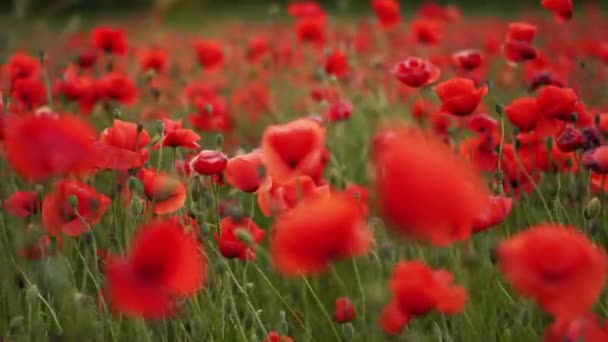 Camera Moves Flowers Red Poppies Flying Flowering Opium Field Sunset — Vídeos de Stock