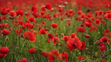 Kamera kırmızı gelincik çiçekleri arasında hareket ediyor. Gün batımında çiçek açan afyon tarlasının üzerinde uçmak. Poppy bir hatıra sembolü ve bir dünya savaşı kurbanlarının anısı..