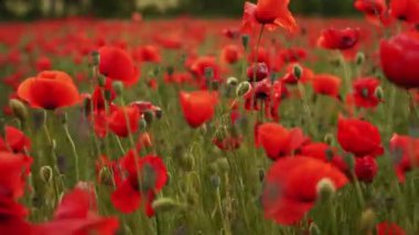 Kamera kırmızı gelincik çiçekleri arasında hareket ediyor. Gün batımında çiçek açan afyon tarlasının üzerinde uçmak. Poppy bir hatıra sembolü ve bir dünya savaşı kurbanlarının anısı..