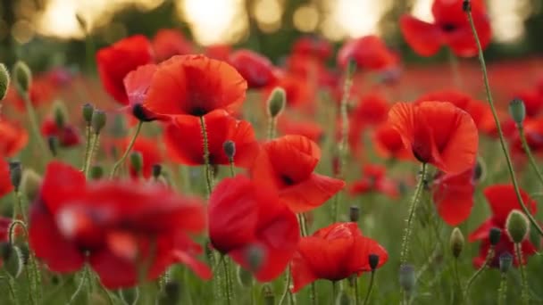 照相机在红罂粟花之间摇曳 日落时飞越一片盛开的鸦片地 作为纪念和纪念第二次世界大战受难者的标志的罂粟 — 图库视频影像