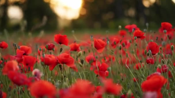 Camera Moves Flowers Red Poppies Flying Flowering Opium Field Sunset — Video Stock