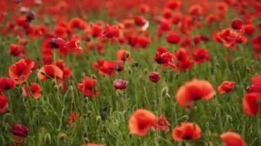 Kamera kırmızı gelincik çiçekleri arasında hareket ediyor. Gün batımında çiçek açan afyon tarlasının üzerinde uçmak. Poppy bir hatıra sembolü ve bir dünya savaşı kurbanlarının anısı..