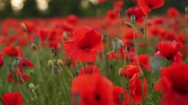 Kamera kırmızı gelincik çiçekleri arasında hareket ediyor. Gün batımında çiçek açan afyon tarlasının üzerinde uçmak. Poppy bir hatıra sembolü ve bir dünya savaşı kurbanlarının anısı..