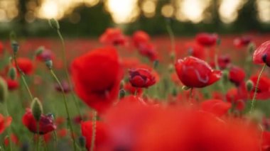 Kamera kırmızı gelincik çiçekleri arasında hareket ediyor. Gün batımında çiçek açan afyon tarlasının üzerinde uçmak. Poppy bir hatıra sembolü ve bir dünya savaşı kurbanlarının anısı..
