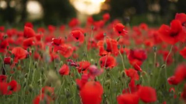 Kamera kırmızı gelincik çiçekleri arasında hareket ediyor. Gün batımında çiçek açan afyon tarlasının üzerinde uçmak. Poppy bir hatıra sembolü ve bir dünya savaşı kurbanlarının anısı..