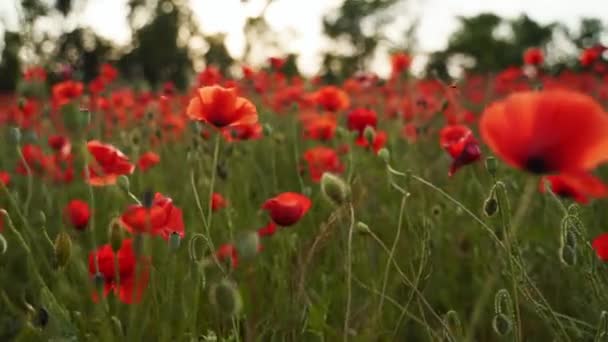 Kamera Pohybuje Mezi Květy Červeného Máku Létá Nad Rozkvetlým Opiovým — Stock video