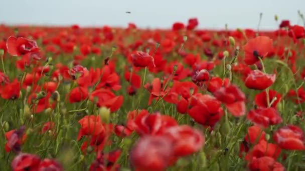 Camera Moves Flowers Red Poppies Flying Flowering Opium Field Sunset — Vídeos de Stock