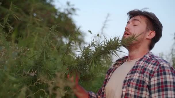 Agronomist Scientist Touching Examining Cultivated Hemp Plant Hands Plantation Farmer — Video