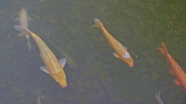 Göldeki balıkların