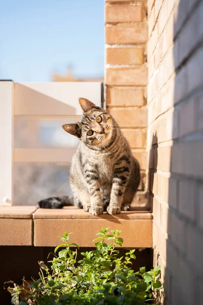 Domestic striped cat looking at camera on a balcony — Stock Fotó