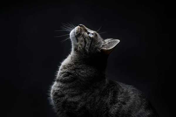 Nahaufnahme Einer Gestreiften Grauen Streunerkatze Die Auf Schwarzem Hintergrund Aufblickt — Stockfoto